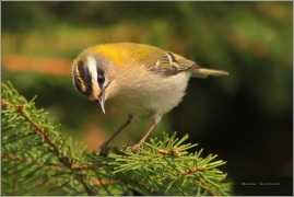 <p>KRÁLÍČEK OHNIVÝ (Regulus ignicapillus) /Firecrest - Sommergoldhähnchen/</p>